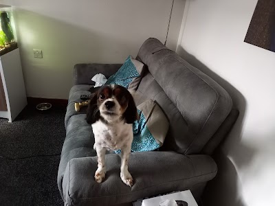Grooming Van Image