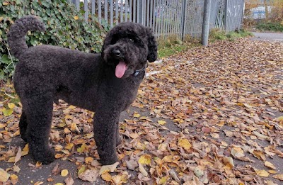Grooming Van Image