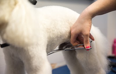 Grooming Van Image