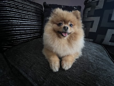 Grooming Van Image
