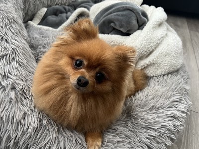 Grooming Van Image