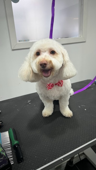 Grooming Van Image
