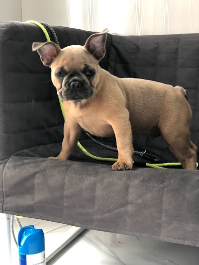 Grooming Van Image