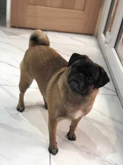 Grooming Van Image