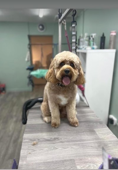Grooming Van Image