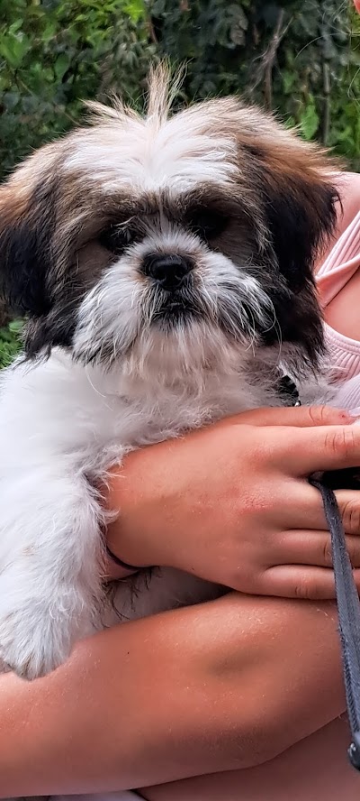 Grooming Van Image