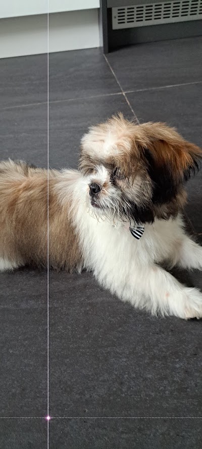 Pawsh Wash Professional Dog Grooming Services