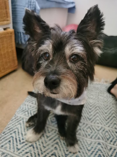 Grooming Van Image