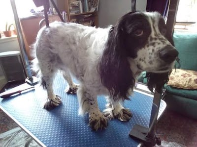 Grooming Van Image