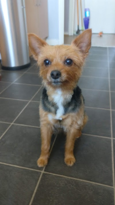Grooming Van Image
