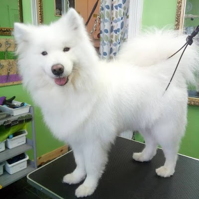 Grooming Van Image