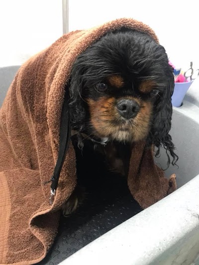 Grooming Van Image