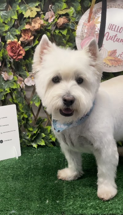 Grooming Van Image