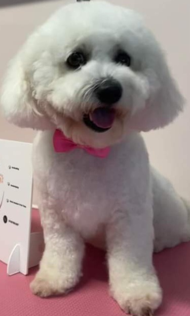 Grooming Van Image