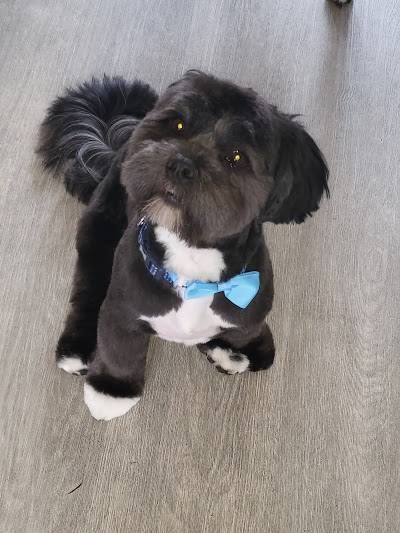 Grooming Van Image