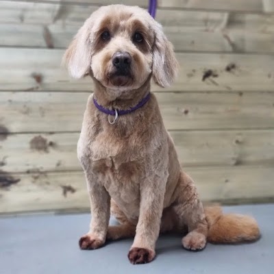 Grooming Van Image