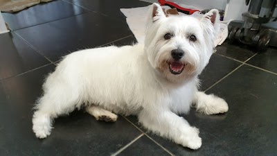 Grooming Van Image