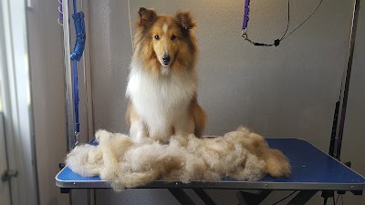 Grooming Van Image
