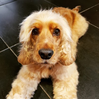 Grooming Van Image