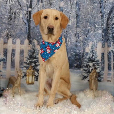 Grooming Van Image
