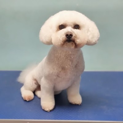 Phoenix Dog & Cat Grooming Ltd