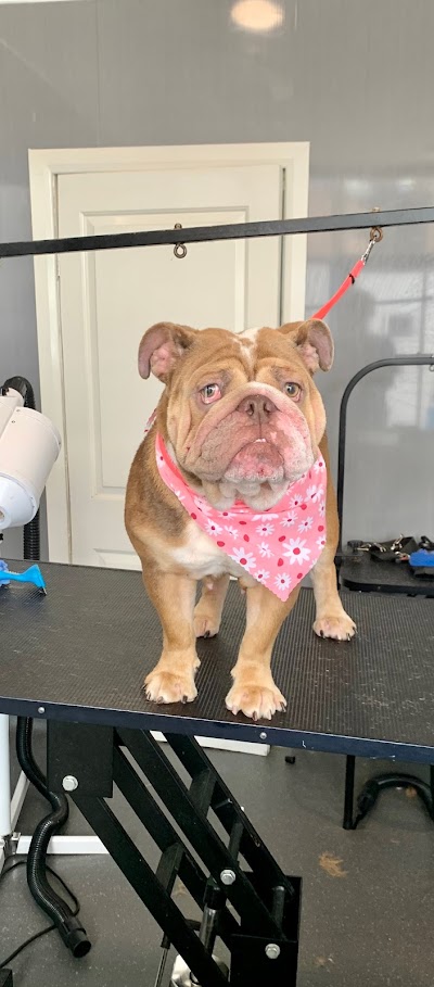 Grooming Van Image