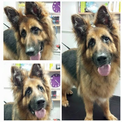 Grooming Van Image