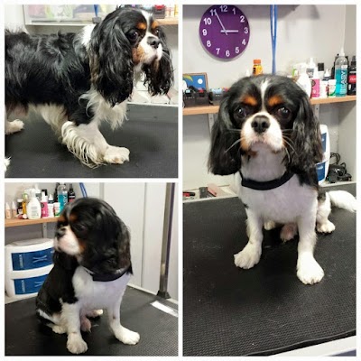 Grooming Van Image