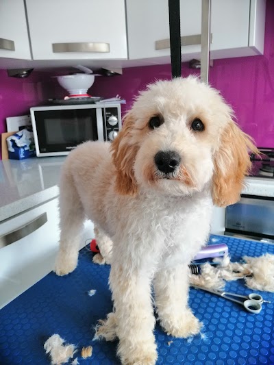 Grooming Van Image