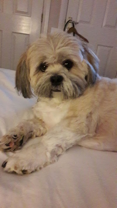 Grooming Van Image