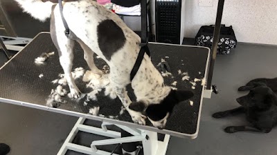 Grooming Van Image
