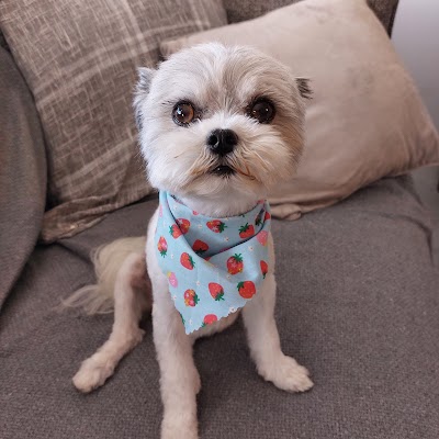 Sassy Pooch Dog Grooming and Boutique