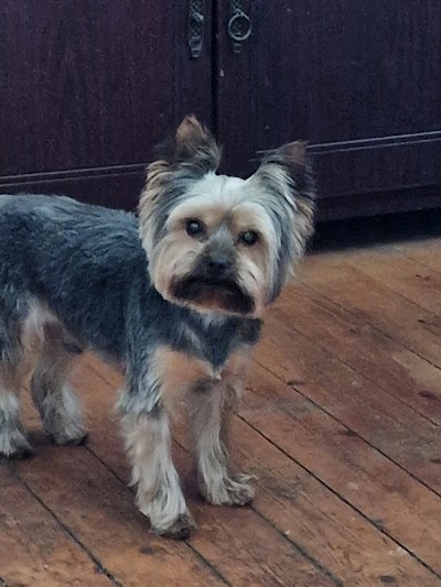 Grooming Van Image