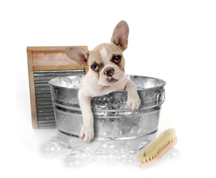 Grooming Van Image