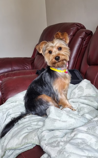 Snip & Clip Dog Grooming