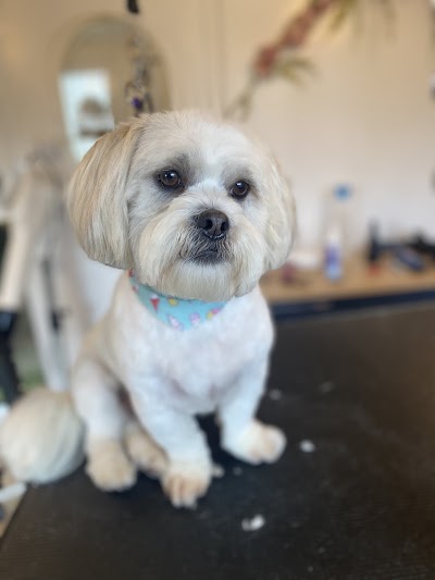 Grooming Van Image