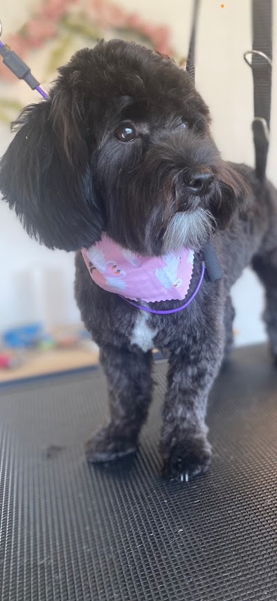Sparkle Pup Grooming Room