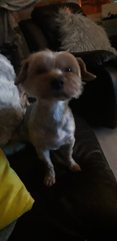 Grooming Van Image