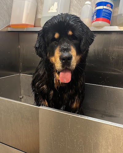 Grooming Van Image