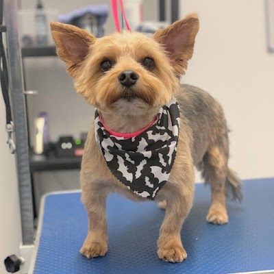 Grooming Van Image
