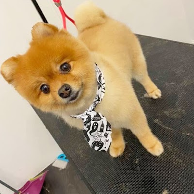 Grooming Van Image