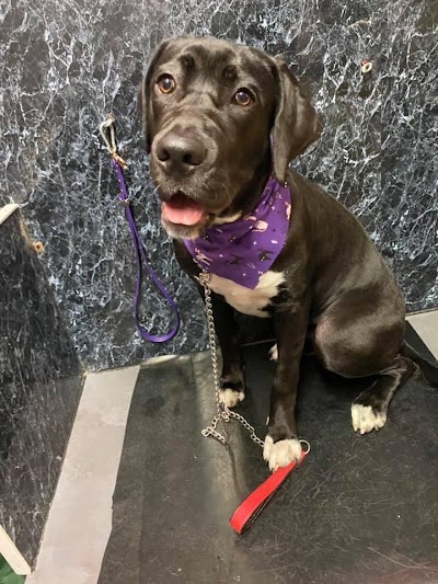 Grooming Van Image