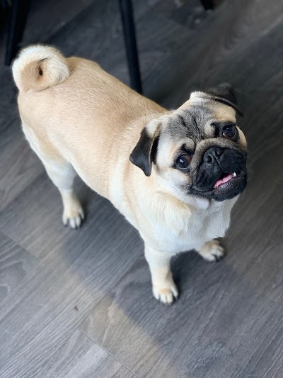 Grooming Van Image