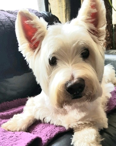 Grooming Van Image
