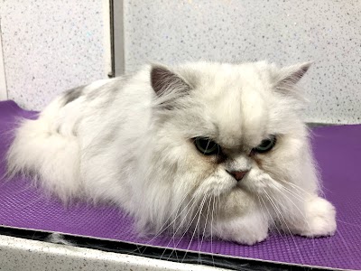 Grooming Van Image