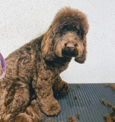 Grooming Van Image
