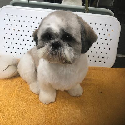 Grooming Van Image