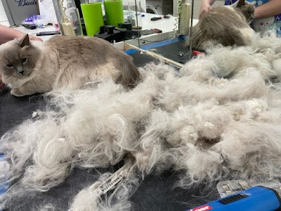 Grooming Van Image