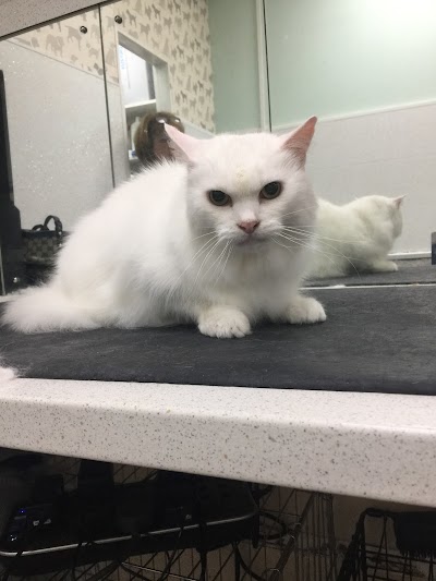 Grooming Van Image