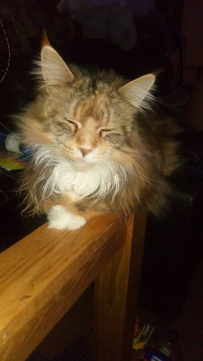 The Grooming Room
